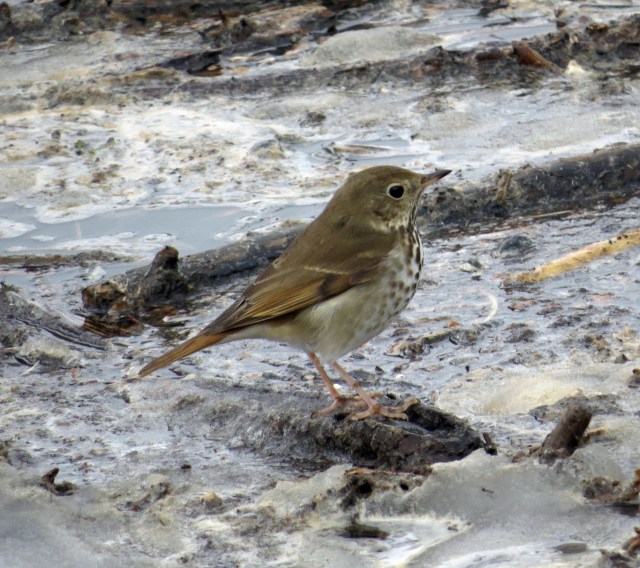 Hermit Thrush  Catharus guttatus