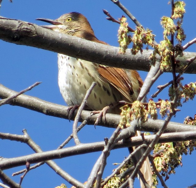Male Brown Thrasher (Toxostoma rufum)