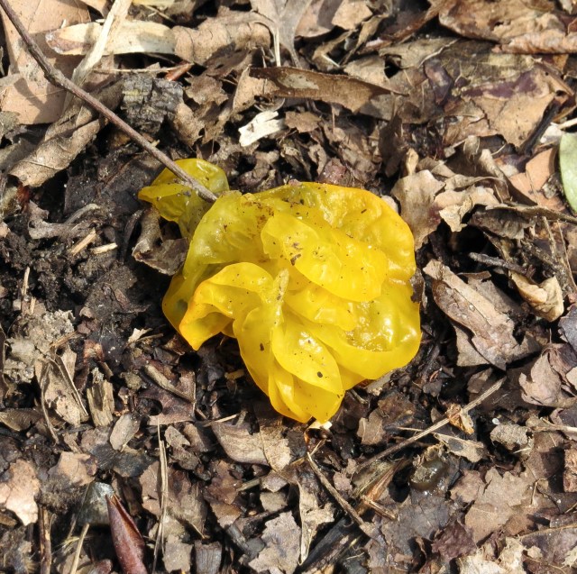 Witch's Butter (Tremella mesenterica) 