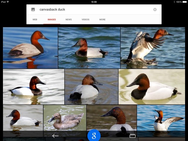 Canvasbacks - again by Google - again look closely at the beaks. 