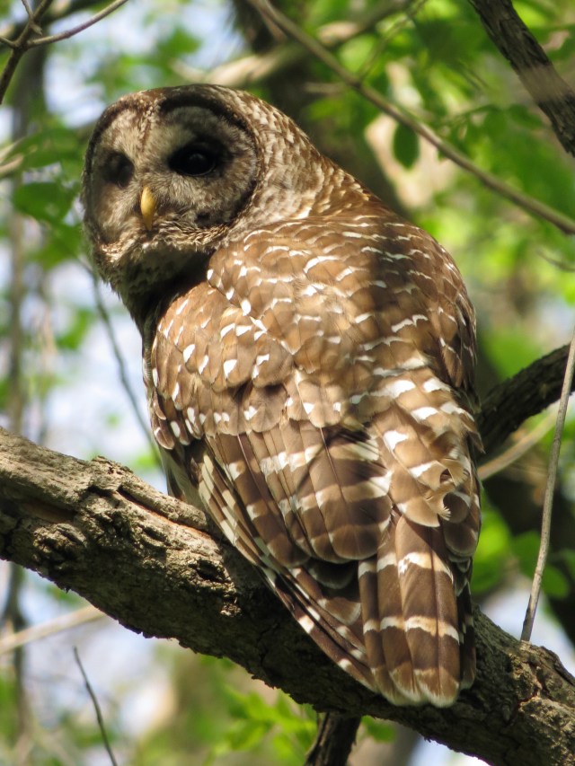 Barred owl at Pony Pasture. A Barred owl can tell a male from a female - I, however, am unable. 