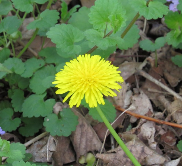 All this time you thought they were only in your front yard. 