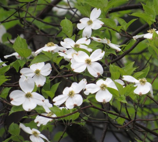 Dogwood dripping cold April rain