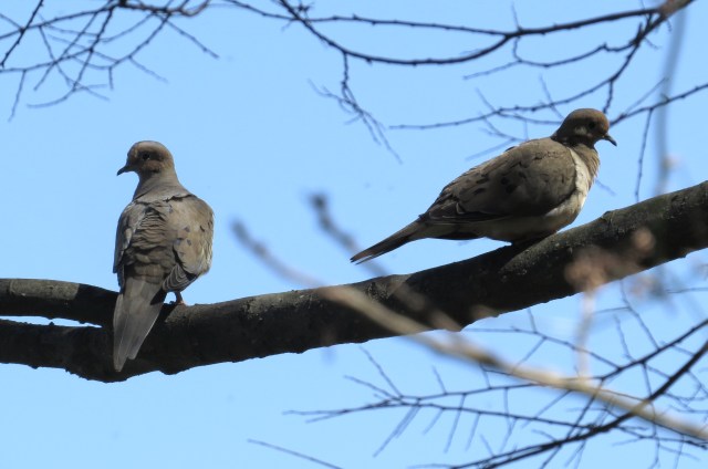 A pair of mourning doves: