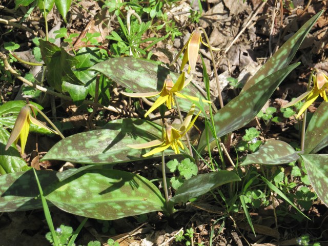 Trout lily from a different angle