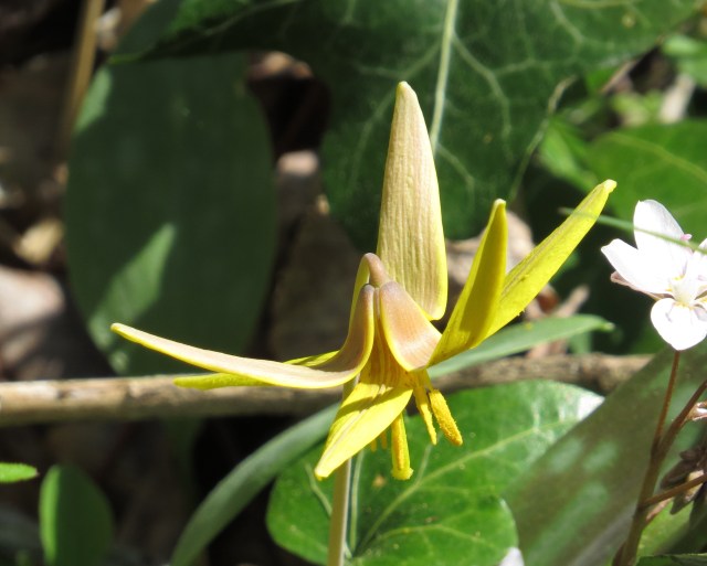 Trout lily - isn't that a beauty?