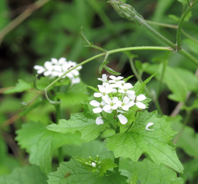 Garlic mustard