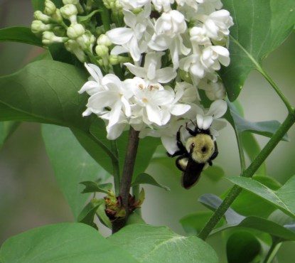 If I was that bee I would never want to leave. 