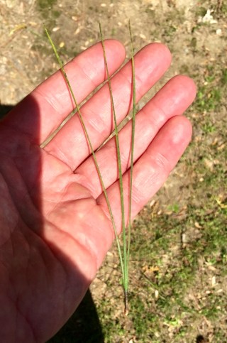 The three needles of a Loblolly pine. 