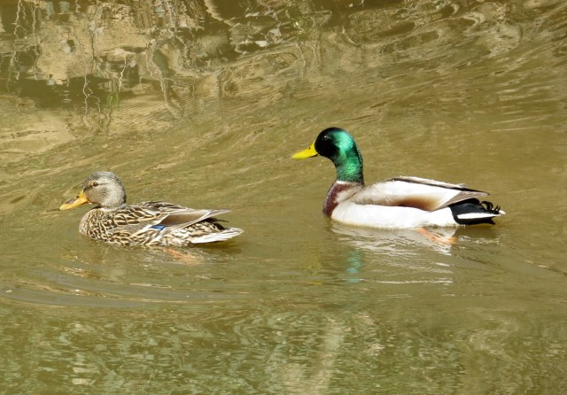 A pair of mallards