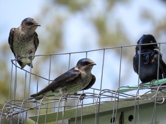 Three Purple Martins perching on a house at Bryan Park. 