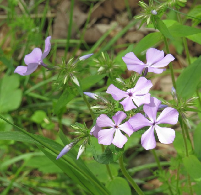 Woodland phlox