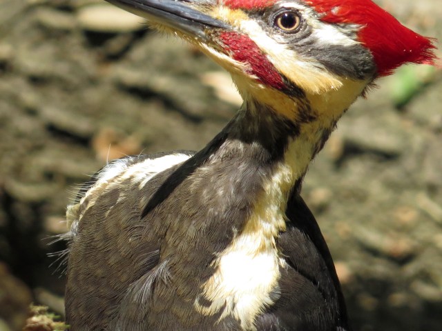 Adult male Pileated woodpecker tearing up a rotten log at Pony Pasture. Look at that eye. Amazing. 