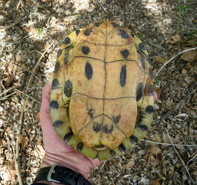 Plastron. Remarkable. 