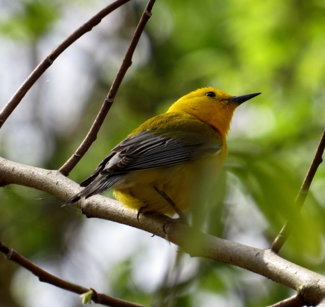 Prothonotary warbler at Pony Pasture 