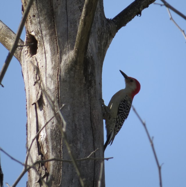 Adult male Red-bellied woodpecker
