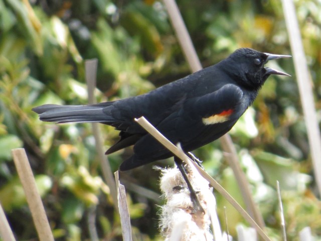 Red-winged blackbird at the YMCA! 