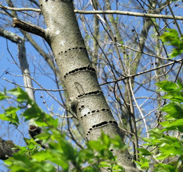 Calling card of a Yellow-bellied sapsucker