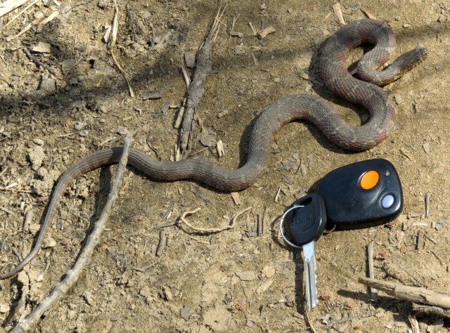 Tiny Northern Water Snake