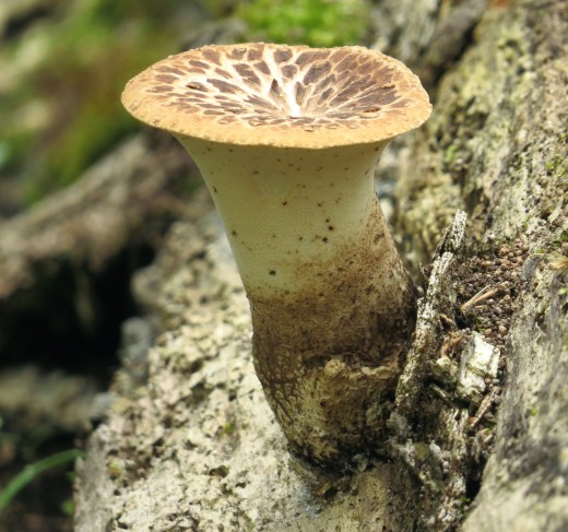 Unidentified but terrific looking mushroom. 