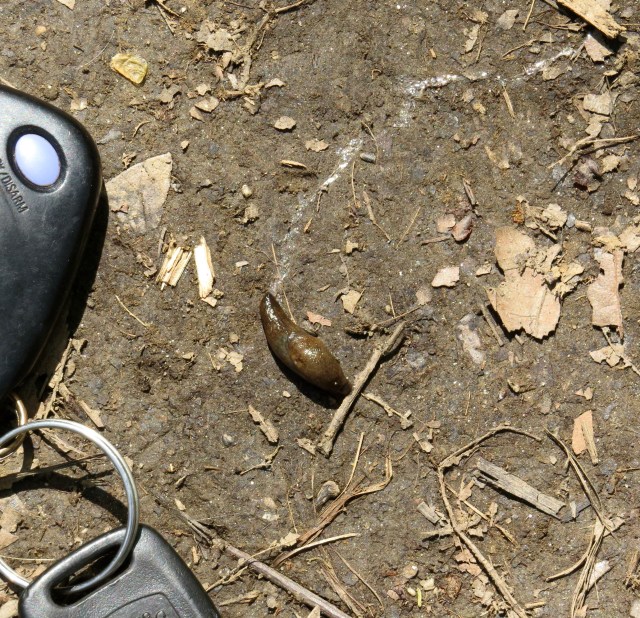 Terrestrial gastropod mollusc. AKA slug. 