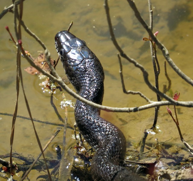 Snake preparing for a swim