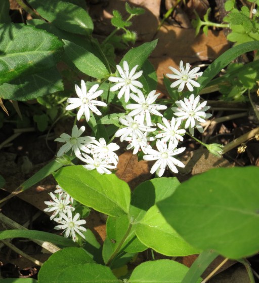 Star chickweed (count the petals before you read any further) 