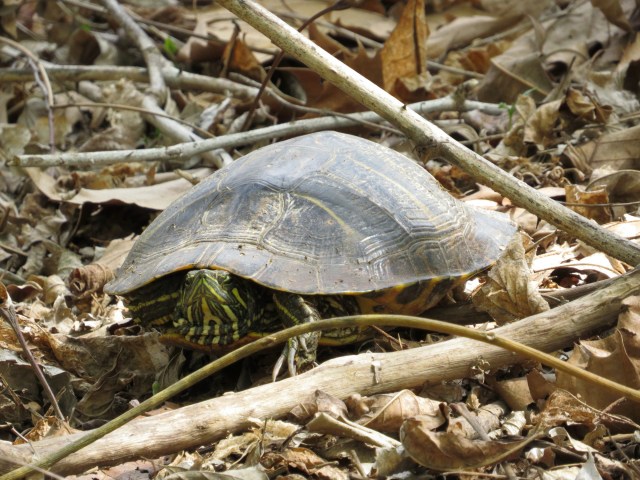 Male turtle (long claws) slowly warming up on the south bank of the river. 