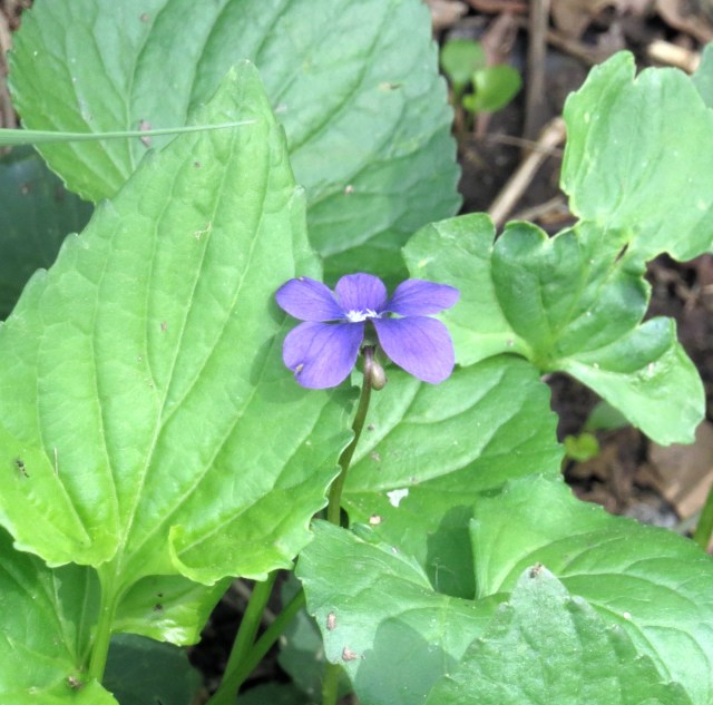 Violets - no shortage on the banks of our lovely river! 