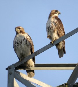 Pair of Red-tailed hawks - female is on the left 