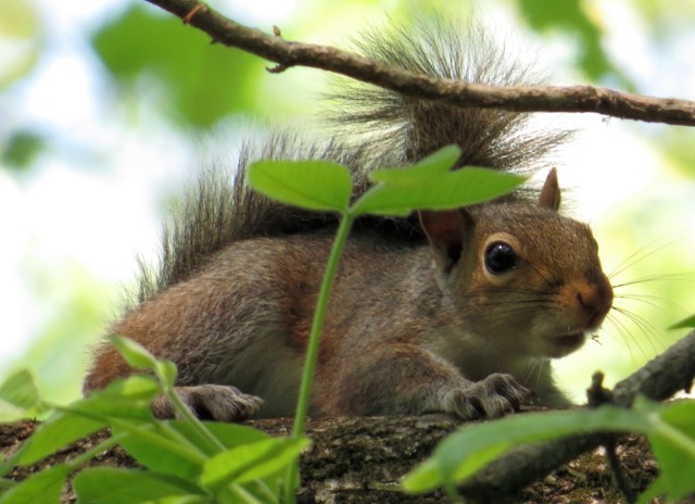 Look at those wide eyes. The things this turtle was saying to Turner are entirely inappropriate  for a family-oriented blog. 