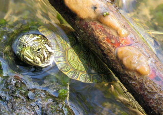 Baby turtle coming up for a breath of fresh air and a quick look around