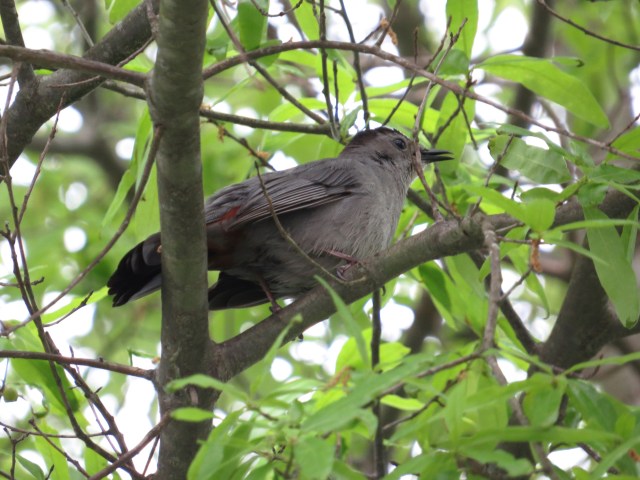 Catbird