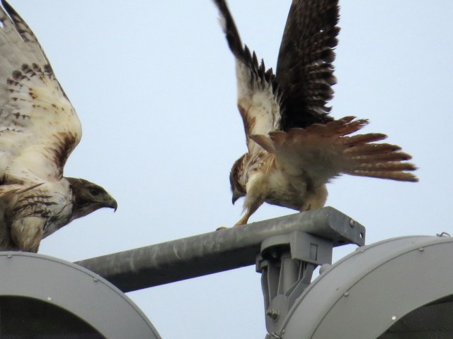 Maybe they just landed at the same time. All I know is it's fun to watch. It feels like a privilege. Which is a nice sensation in its own right. 