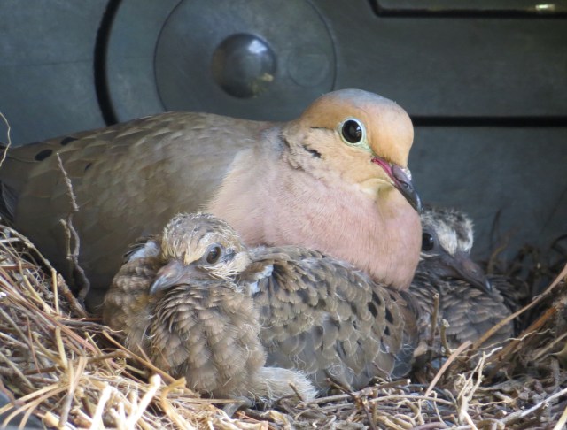 Boy that is a peaceful looking family. 