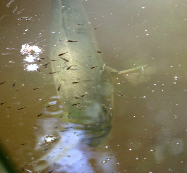 Fresh fish for breakfast