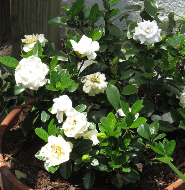 Speaking of a privilege. There is not one not-nice thing about gardenias. 