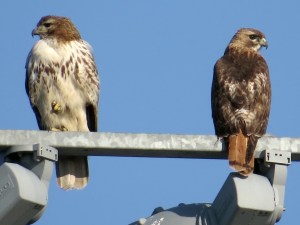 Look both ways before you catch your breakfast
