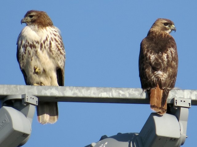 Look both ways before you catch your breakfast