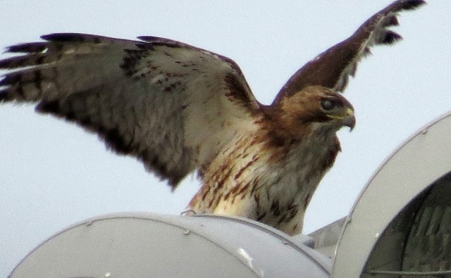 Hawk flapping its wings