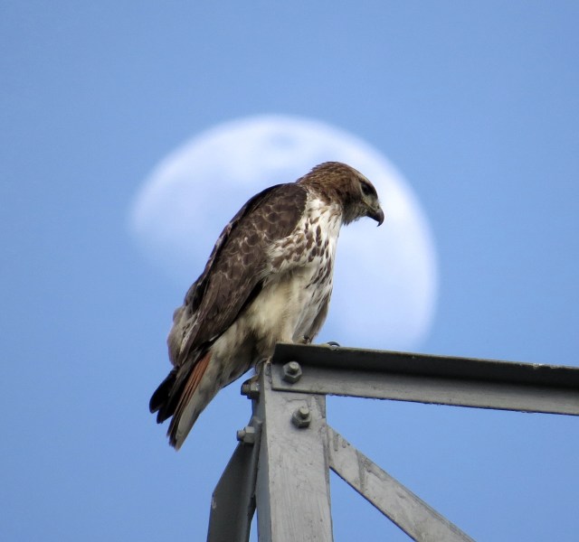 There is a lot of luck involved in a picture like this one. 