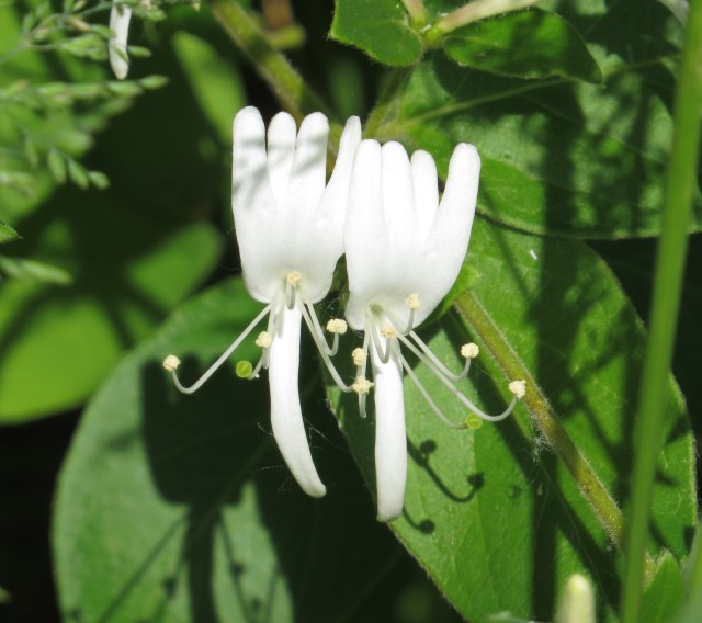 Not sure if it smells more beautiful than it looks or looks more beautiful than it smells. Maybe it's both. 