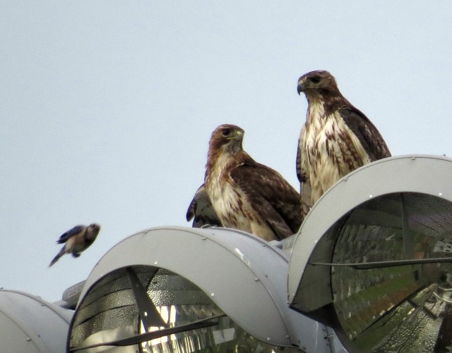 Obnoxious (it appears) Bluejay approaching from the left
