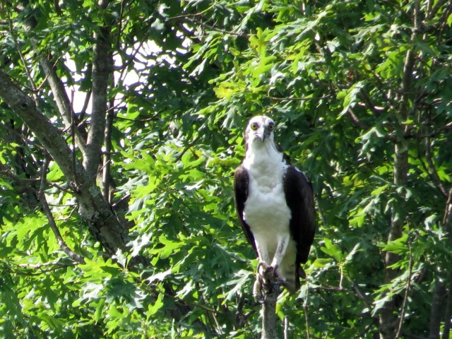 Is it my imagination? Or do you think that Osprey looks immature? 