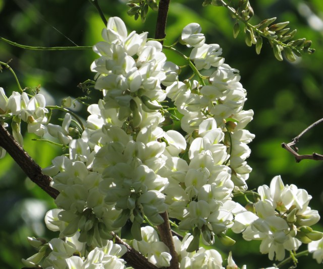 Isn't that stunning? If you've never smelled locust, look around for some this week. Or wait until 2016. 