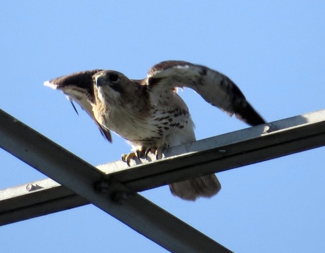 They are just such cool looking birds. 