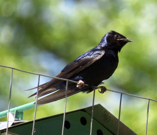 Male purple martin at Bryan Park 
