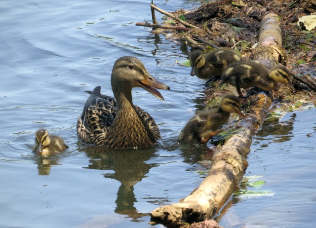 She appears to be giving them a talking to. But who am I to say. 