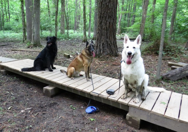 Yuki played in the mud some before we got to this walkway. 
