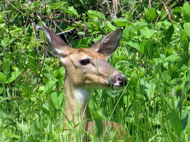 Whitetail deer at Pony Pasture. The dogs were right beside me! 